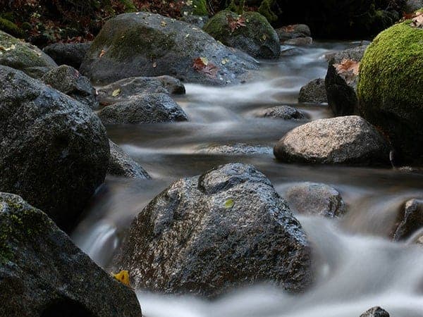 creek_forwebsite Leela Foundation - Eli Jaxon-Bear